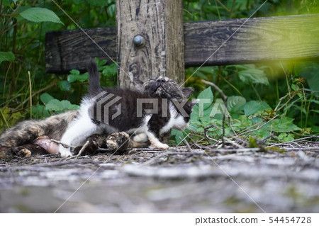 Cat · stray cat · rust pattern · rust · female · child · June · cute · black and white · play · tits · parent and child 54454728