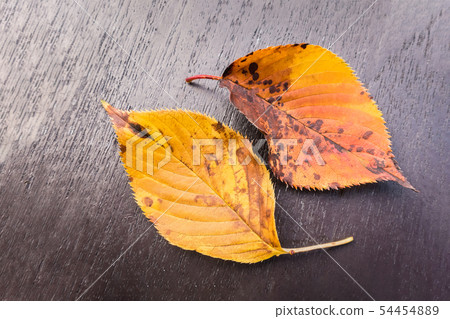 Two yellow autumn leaves on wood texture Two yellow autumn leaves on wood texture 54454889