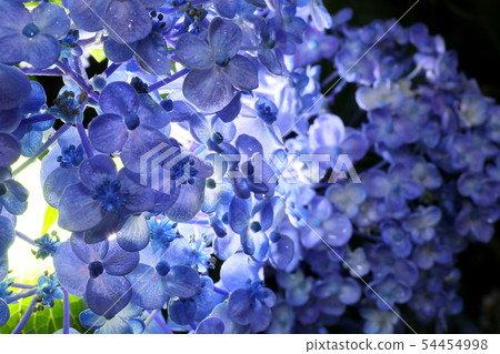 Vortex hydrangea Vortex hydrangea 54454998