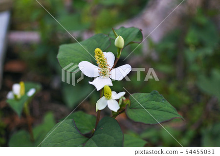 Dokudami flower 54455031