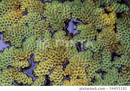 Small green plants Salvinia cucullata float on the 54455191