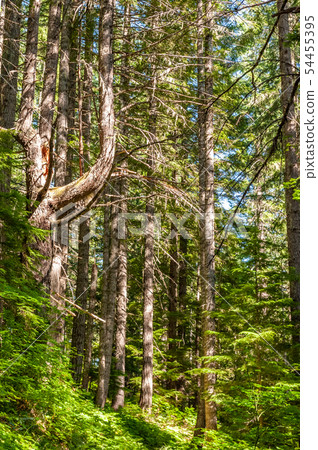 Mount Rainier Forest 54455395