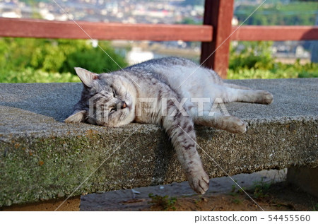 Onomichi cat Onomichi cat 54455560