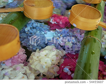 Yanagiya Kannon繡球花手水 54455607