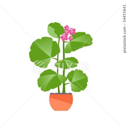 Geranium flower vector 54455641