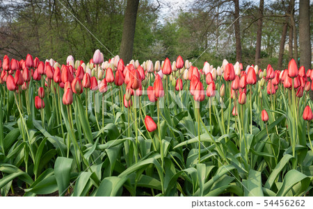 Tulip, Tulipa Tulip, Tulipa 54456262