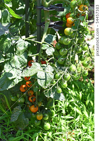 Cherry tomatoes in the kitchen garden that has begun to color 54457383