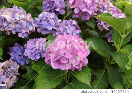 繡球 54457734