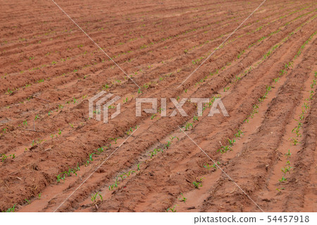 Planting field crops in rows looking from above 54457918