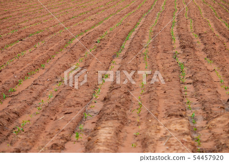 Planting field crops in rows looking from above Planting field crops in rows looking from above 54457920