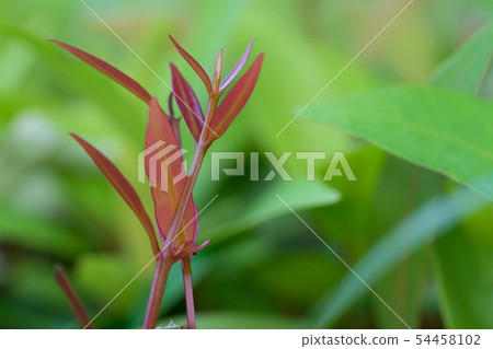 beautyful leaves green foliage natural floral 54458102