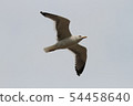 Seagulls (in Fukuoka Prefecture Ikukimachi) 54458640
