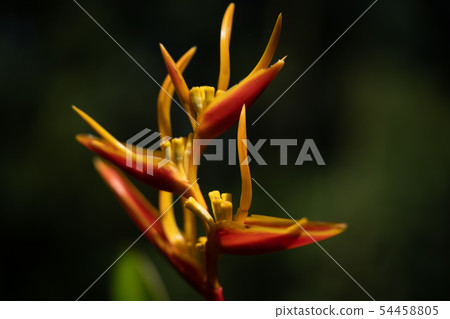 Heliconia關閉 54458805