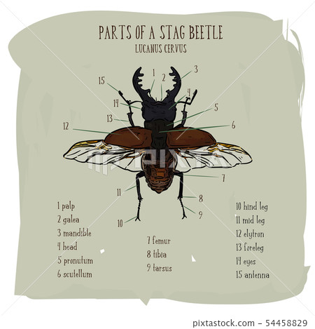 Stag beetle, hand draw sketch vector. 54458829