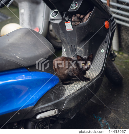 black stray cat stand on a motorcycle 54458967
