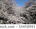 Cherry blossoms of Meguro River 54458991