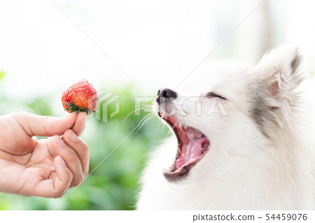 Closeup cute pomeranian dog looking red strawberry Closeup cute pomeranian dog looking red strawberry 54459076