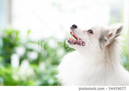Closeup face of puppy pomeranian looking Closeup face of puppy pomeranian looking 54459077