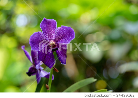 Orchid flower 54459162