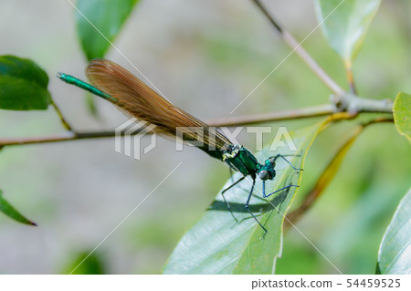 Damselfly 54459525
