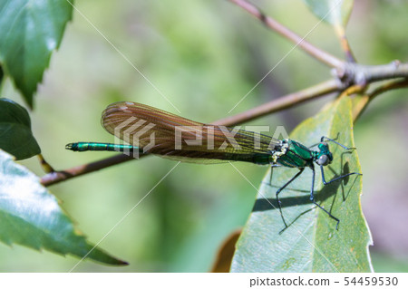 Damselfly Damselfly 54459530