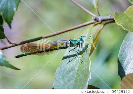 蜻蜓 蜻蜓 54459533