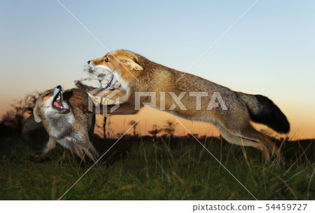 Two red foxes attacking each other and fighting Two red foxes attacking each other and fighting 54459727