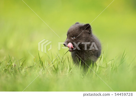 Close up of Arctic Fox Vulpes cub in meadow Close up of Arctic Fox Vulpes cub in meadow 54459728