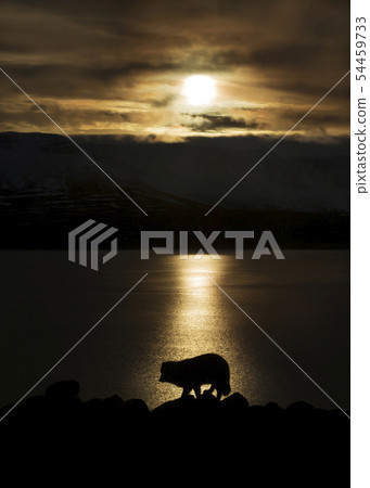 Silhouette of an arctic fox at sunrise Silhouette of an arctic fox at sunrise 54459733