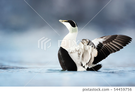 Male common eider with wings spread Male common eider with wings spread 54459756
