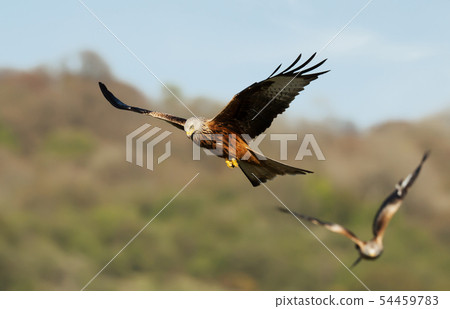 Close up of Red kites in flight Close up of Red kites in flight 54459783