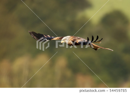 Close up of a Red kite in flight Close up of a Red kite in flight 54459785