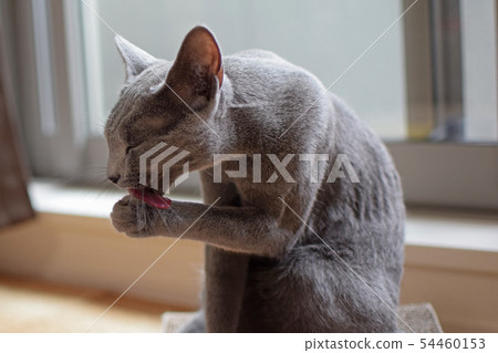 貓舔手 貓舔手 54460153