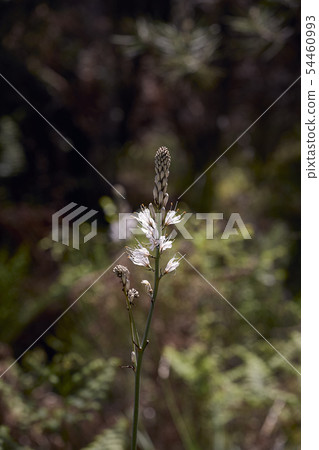 beautiful asphodelus plant in bloom 54460993