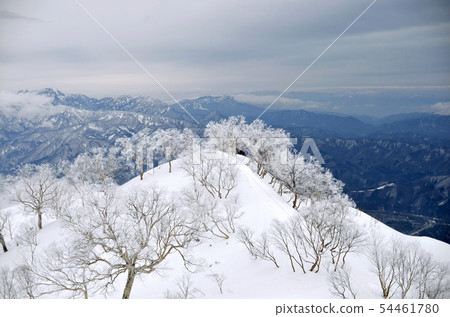 深冬Karamatsudake 54461780