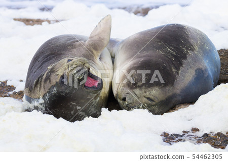 Elephant seals on beach close up, Patagonia, 54462305