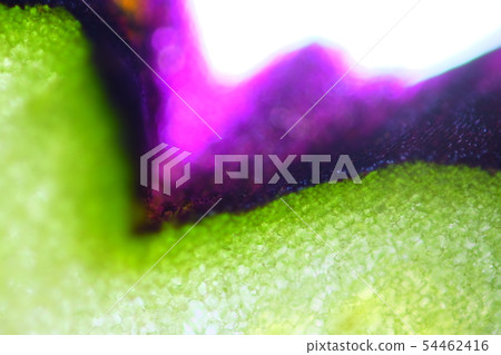 eggplant eggplant 54462416
