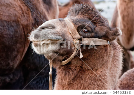 Close up funny camel face.  54463388