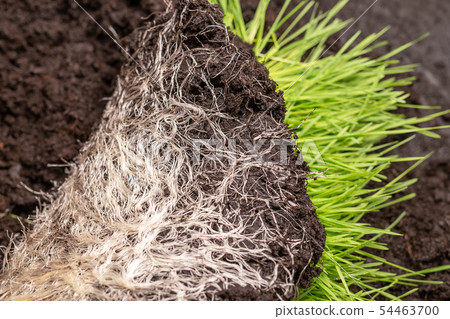 Close-up of intertwined rhizome in a ground of green grass vitgrass. Concept of fertilizer and Close-up of intertwined rhizome in a ground of green grass vitgrass. Concept of fertilizer and 54463700
