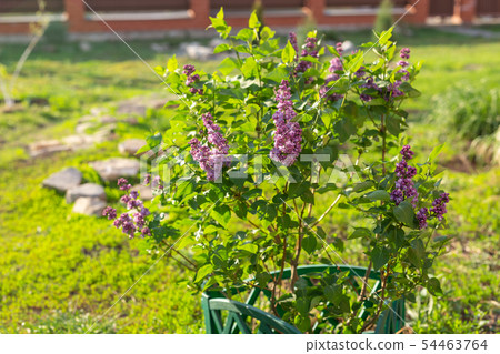 Blooming lilac flowers, lilac branch lit by sunlight. 54463764