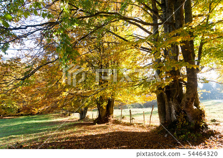 Trees in autumn season background. Autumn Trees in autumn season background. Autumn 54464320