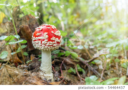 Small mushroom amanita known as fly agaric grows in the forest at sunrise - image Small mushroom amanita known as fly agaric grows in the forest at sunrise - image 54464437