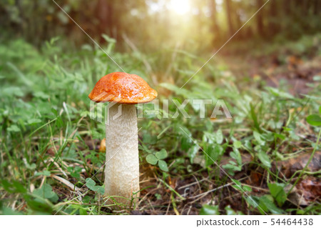 beautiful little mushroom Leccinum known as a Orange birch bolete, growing in a forest at sunrise- beautiful little mushroom Leccinum known as a Orange birch bolete, growing in a forest at sunrise- 54464438
