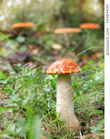 beautiful little mushroom Leccinum known as a Orange birch bolete, grows in a forest - image beautiful little mushroom Leccinum known as a Orange birch bolete, grows in a forest - image 54464439