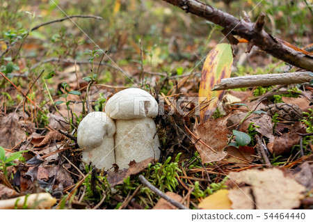 Two beautiful little mushrooms Leccinum percandidum, known as a Orange birch bolete, grows in a Two beautiful little mushrooms Leccinum percandidum, known as a Orange birch bolete, grows in a 54464440