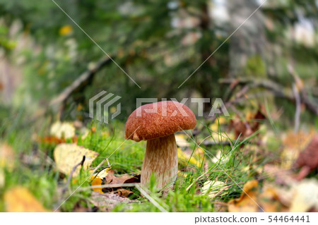 Edible boletus edulis mushroom, known as a penny bun or king bolete growing in a forest - image Edible boletus edulis mushroom, known as a penny bun or king bolete growing in a forest - image 54464441