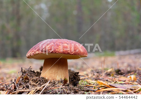 Edible boletus edulis mushroom, known as a penny bun or king bolete growing in pine forest - image Edible boletus edulis mushroom, known as a penny bun or king bolete growing in pine forest - image 54464442