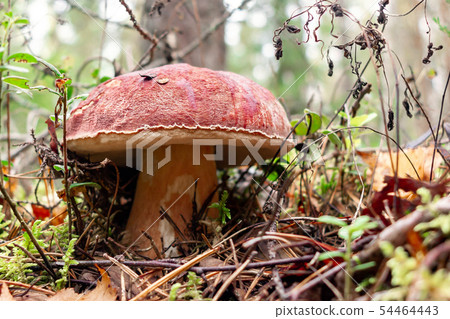 Edible boletus edulis mushroom, known as a penny bun or king bolete grows in a pine forest - image 54464443