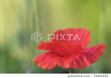 Flower of red poppy closeup Flower of red poppy closeup 54464895