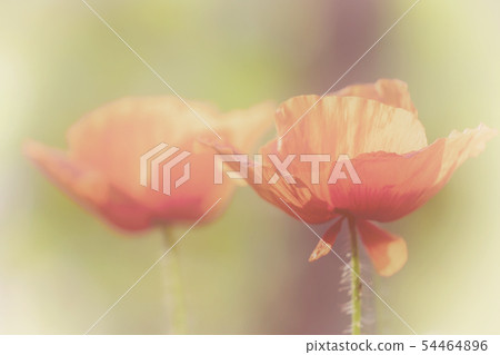 Pair of red poppy flowers Pair of red poppy flowers 54464896
